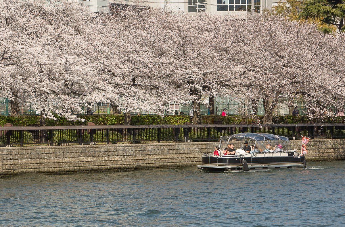 OsakaWonder's tweet photo. Great weather in Osaka! A perfect time to enjoy the cherry blossoms around the city! Osaka Wonder Cruise takes you up close to the sakura trees at Okawa river...
https://t.co/GF26yjwcZZ
#Japan #Osaka #sakura #OsakaWonderCruise #OsakaWonderLoop #Okawa #Temmabashi #SpringIsHere https://t.co/9xlSS0DtNT