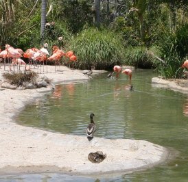 hdvFLAMINGOS's tweet photo. @HydroKids2018 Found her https://t.co/FnJ6lyKWOL