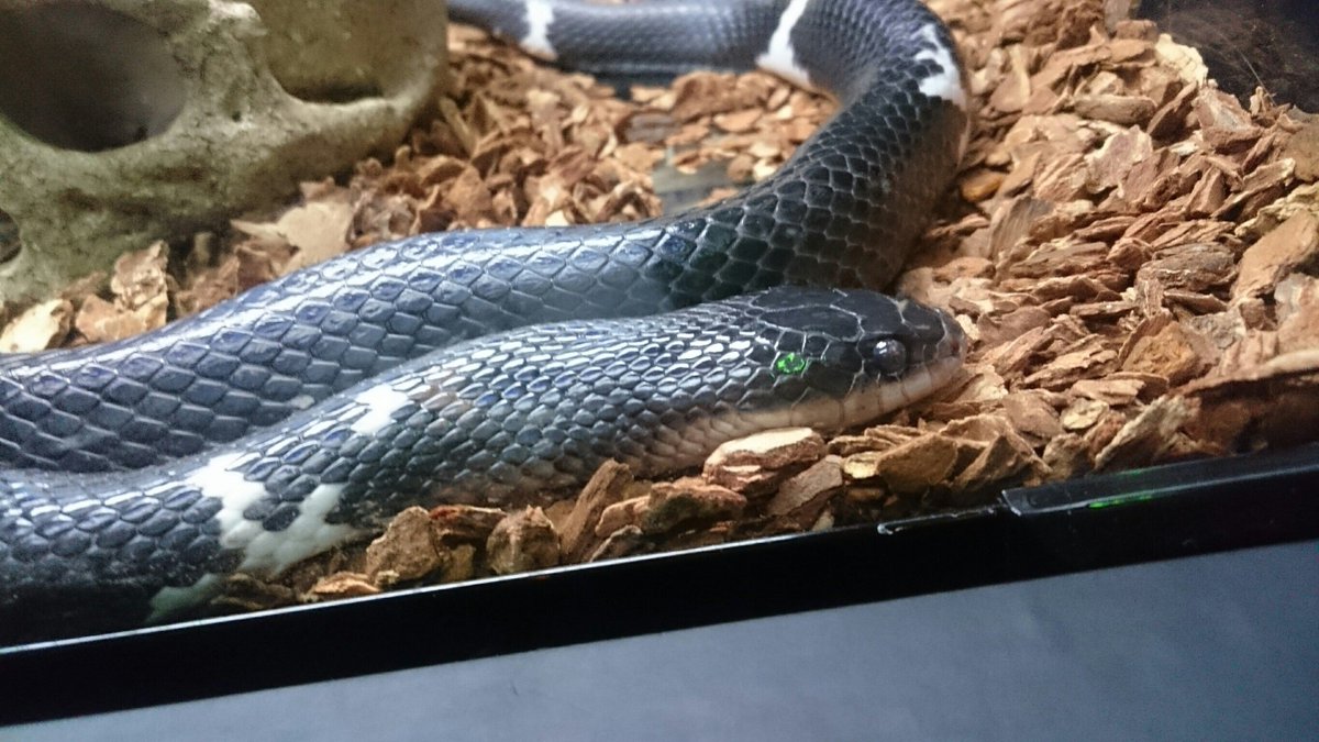 今回紹介するのは蛇を食う蛇のムッスラーナさんです! #どくもの
大阪もうどく展行ってきたので記念に。5月まで見れますよ!!(ダイマ) 
