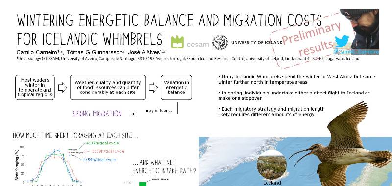 Camilo_Carneiro's tweet photo. Whimbrels are amazing! Thank you for paying attention to my poster at the #BOU2018
ICYMI: https://t.co/Rhk2fMHQxG
@TomasGretar @_JoseAAlves_ https://t.co/HD2c8s1IKl