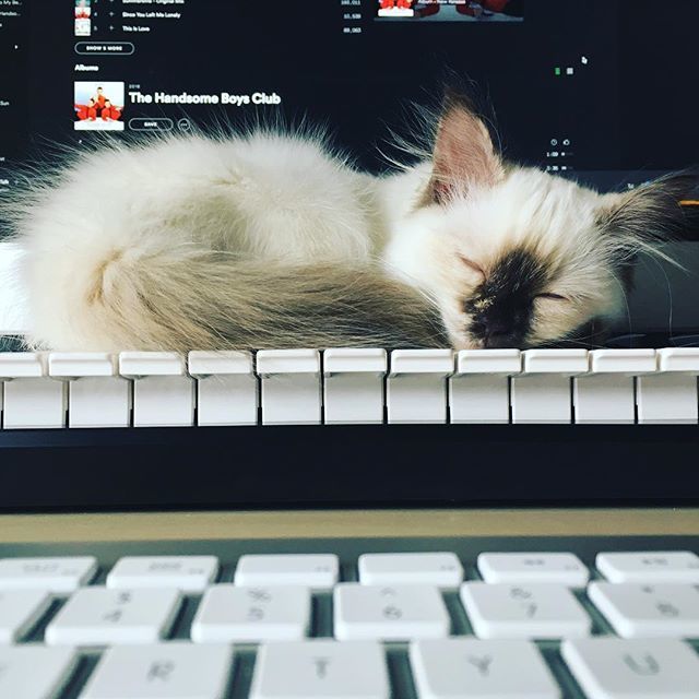 LeFlexMusic's tweet photo. Sorry for all the kitten pictures #ragdollcat #ragdoll #ragdollkitten #keyboard #kitten #piano #icantwork #icantworklikethis #leflex #sleeping #sleepingkitten #adorable https://t.co/rybMNPZfKC https://t.co/v615A6H3Qm