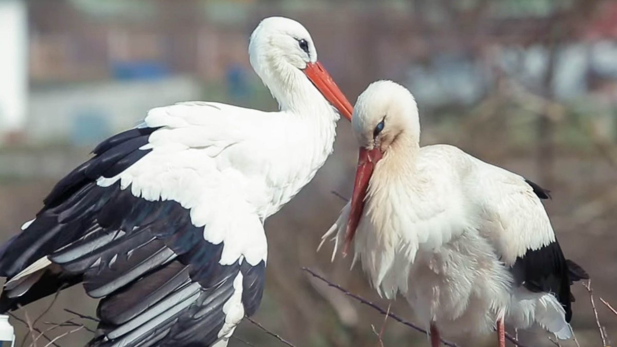 OhridSOS's tweet photo. ❤️The world's happiest news just traveled 13,000 kilometers to become true for the 16th time. Croatia's greatest love story continues. #Klepetan is back!❤️

https://t.co/AfRDglPHM5 https://t.co/ZmTHP8vpyn