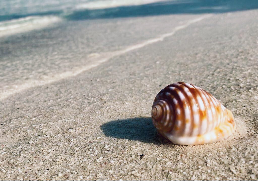 DriftRetreat's tweet photo. Treasures from the ocean π
#DriftRetreat #YourIntimateEscape https://t.co/vn5aNb3Tap