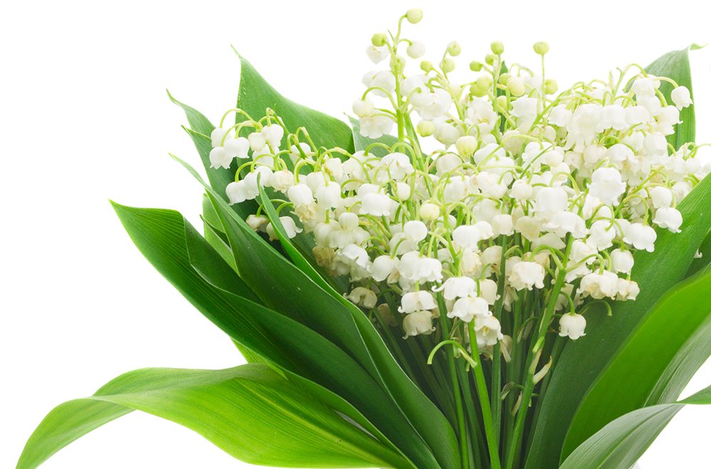 sus_bitkileri's tweet photo. #FridayMotivation Müge (Convallaria majalis): Dilimize Fransızca muguet kelimesinden geçen bu çiçek Kuzey yarım küreye özgü çok yıllık bir bitkidir. İlkbaharda küçük çan şeklinde güzel kokulu beyaz çiçekler açar. Baharın ve haftasonunun gelişini Müge çiçeği ile kutluyoruz. https://t.co/aYewtj6FM0