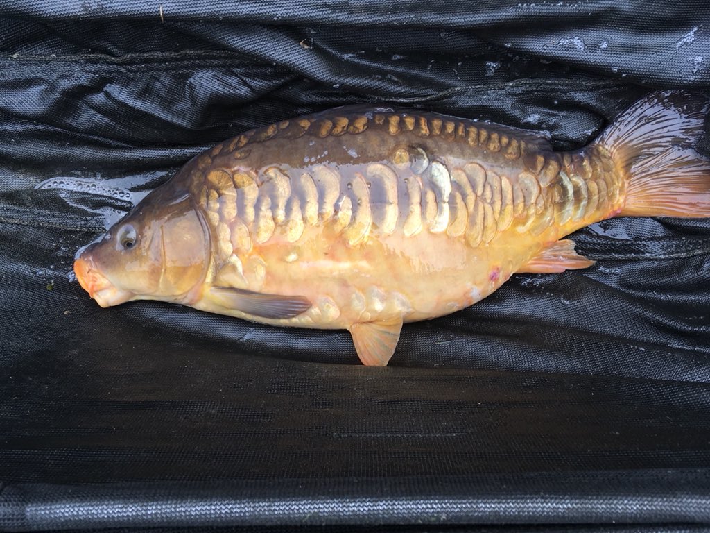 SrSpringrock's tweet image. Just a couple from our stocking yesterday! #debenvalley #carp #fishing