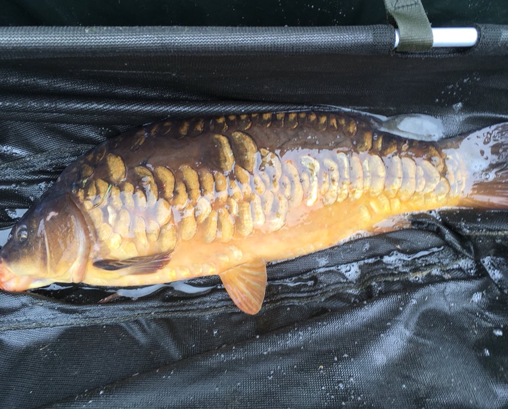 SrSpringrock's tweet image. Just a couple from our stocking yesterday! #debenvalley #carp #fishing