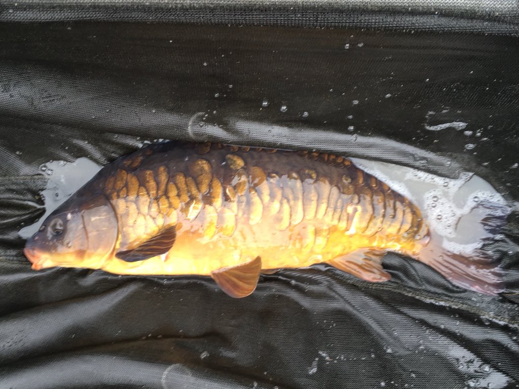 SrSpringrock's tweet image. Just a couple from our stocking yesterday! #debenvalley #carp #fishing