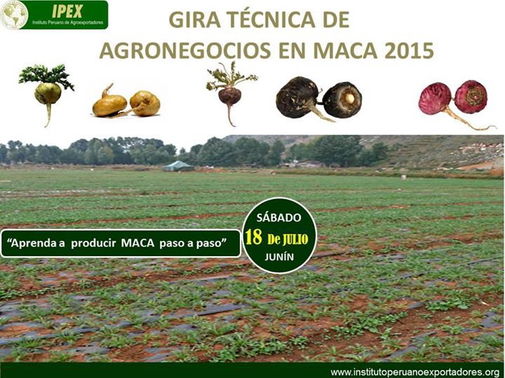 MacaPowderBenef's tweet image. GIRA TÉCNICA DE AGRONEGOCIOS EN LA MACA 
#Superfoods #MacaPowderBenefits #MacaRoot
Read more: bitly.com/benefitsmaca