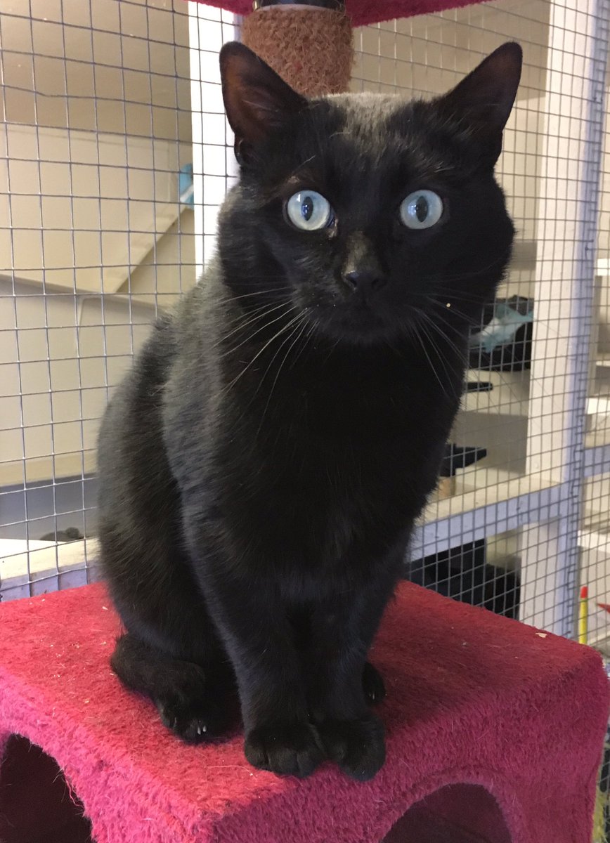 shelternews's tweet photo. Gianni is still here at the shelter - this friendly, affectionate boy had to have part of his tail amputated when he arrived but it doesn't bother him at all. He'd love to meet you if you're visiting the shelter this weekend 🐣🐇 https://t.co/CqpJhtAXVU