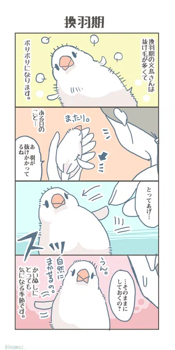 換羽期。#buncho #javasparrow #文鳥 