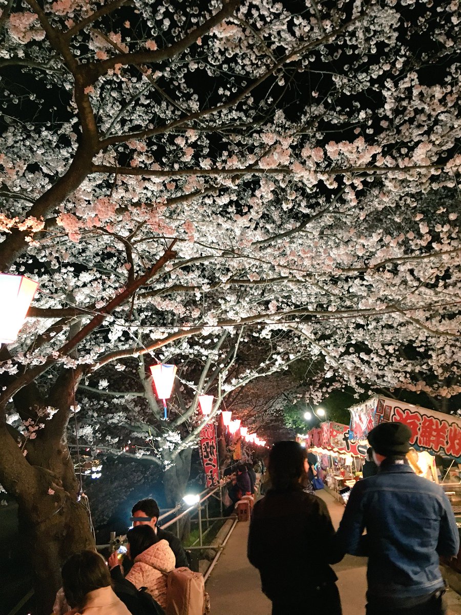 近所の桜並木にて。「上の桜は綺麗だけど下(の景色)がキタナイ」という声を聞いたが、そうではない