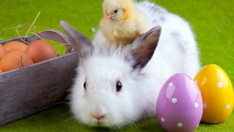 CBCOttawa's tweet photo. Plenty of Easter fun for kids this weekend https://t.co/Ge4cQZTL7g #ottnews #ottawa https://t.co/DFig7txeRq