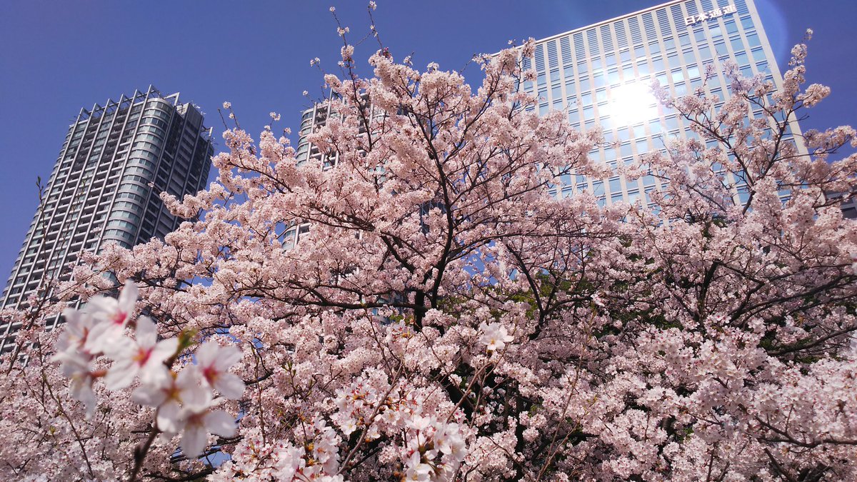 Kao 汐留 浜離宮恩賜公園 桜はそんなに多くないけれど ビルと桜がなかなかいいです 広々していて のんびりできますw 浜離宮 公園 庭園 桜 花見 ビル マンホール