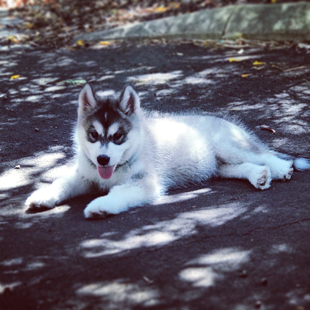 NicquelleRhodes's tweet photo. Cinder ‘Timewolf Arc of Infinity’ &amp; Luna ‘Timewolf Voyage Of The Damned’ from our Australia Day Litter 🇦🇺 went to their forever homes today 😭They were named after two Australian’s from @bbcdoctorwho @jfmouthonlegs @kylieminogue #alaskanmalamute #Timewolf Good luck girls 💜💗 https://t.co/maPCNnhWLQ