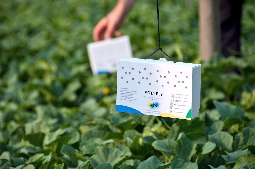 ConocerAgri's tweet photo. 🌱🌱🌱 ¿Sabías que el sistema de #cultivo bajo #invernado es pionero en la utilización de #ControlBiológico de #plagas? 👉 https://t.co/hHC8hsKriG https://t.co/LfMnnCXZGN