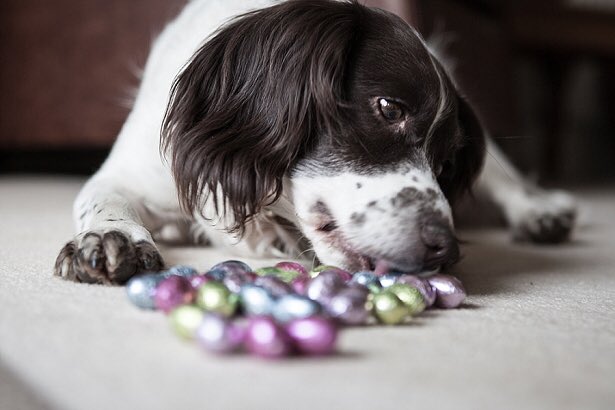 marcthevet's tweet image. DOG OWNERS: Pls keep Easter eggs/chocolate away from your dog as it can be lethal if ingested. Call vet ASAP if happens. #EasterPetDangers