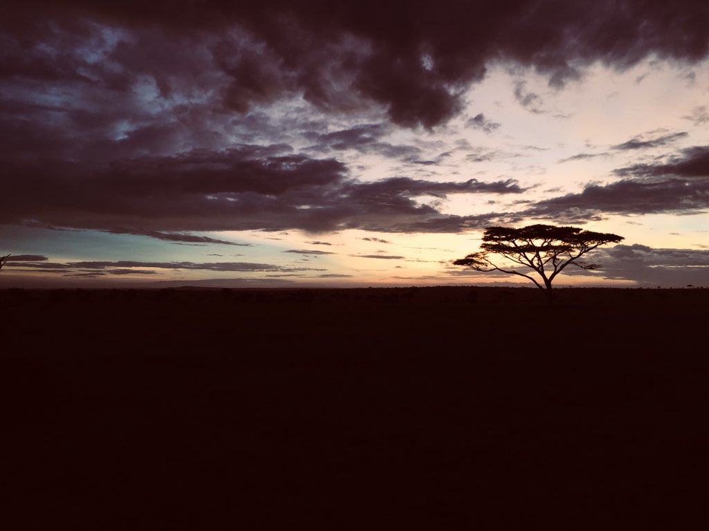 arthurostyn's tweet photo. Sunrise in Serengeti 😍 https://t.co/Y2MS2li8C4