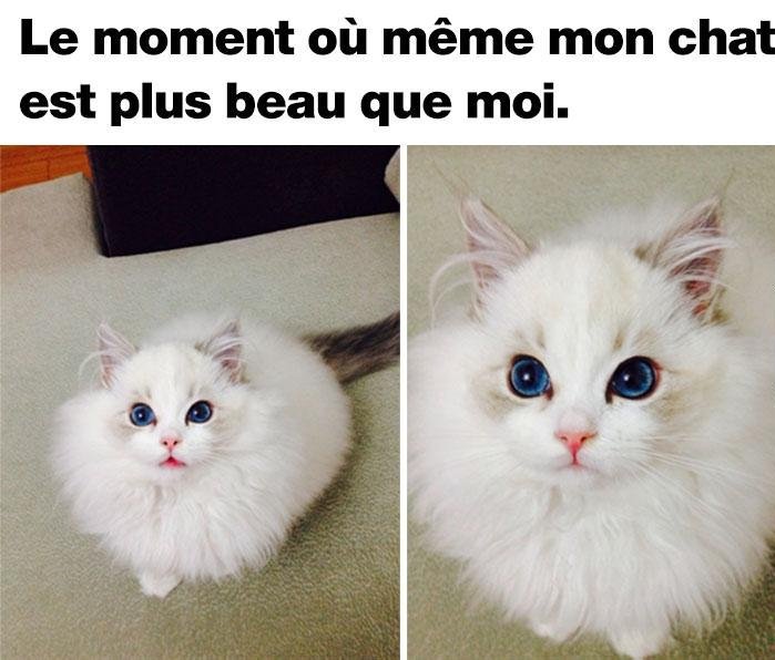 Scarica Gratis Images Animaux Droles On Twitter Lemoment Meme Monchat Plusbeau le plus cool salutations
