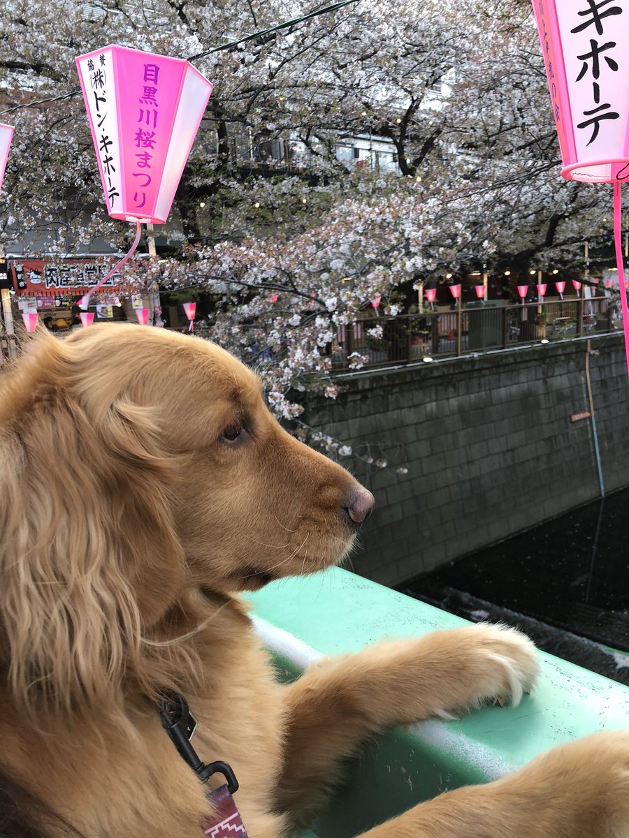 tamago_321's tweet photo. 桜を見に中目黒へ🌸 https://t.co/wUhlq8ruLz