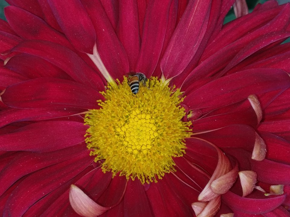 <a href="/DalaiLama/">Dalai Lama</a> A sunflower contains seeds for more than a thousand new plants.Similarly,when one brave person stands up for love&amp;peace, his resolve spreads out in thousands of ways.Courage always brings a response. One person's human revolution can eventually change destiny of entire human race