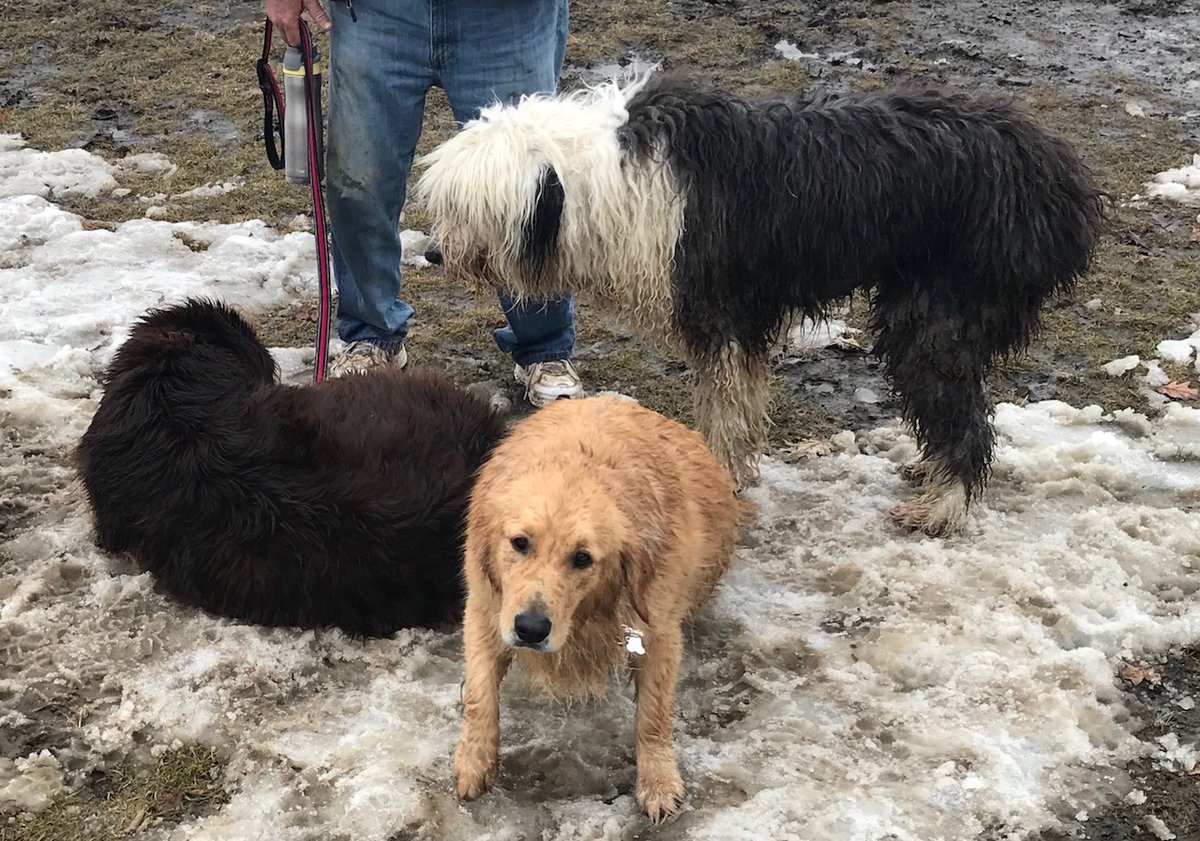 ICYMI: Dog rescue on river in Manotick.   ottawamatters.com/police-beat/do… https://t.co/00LnBWyEoJ