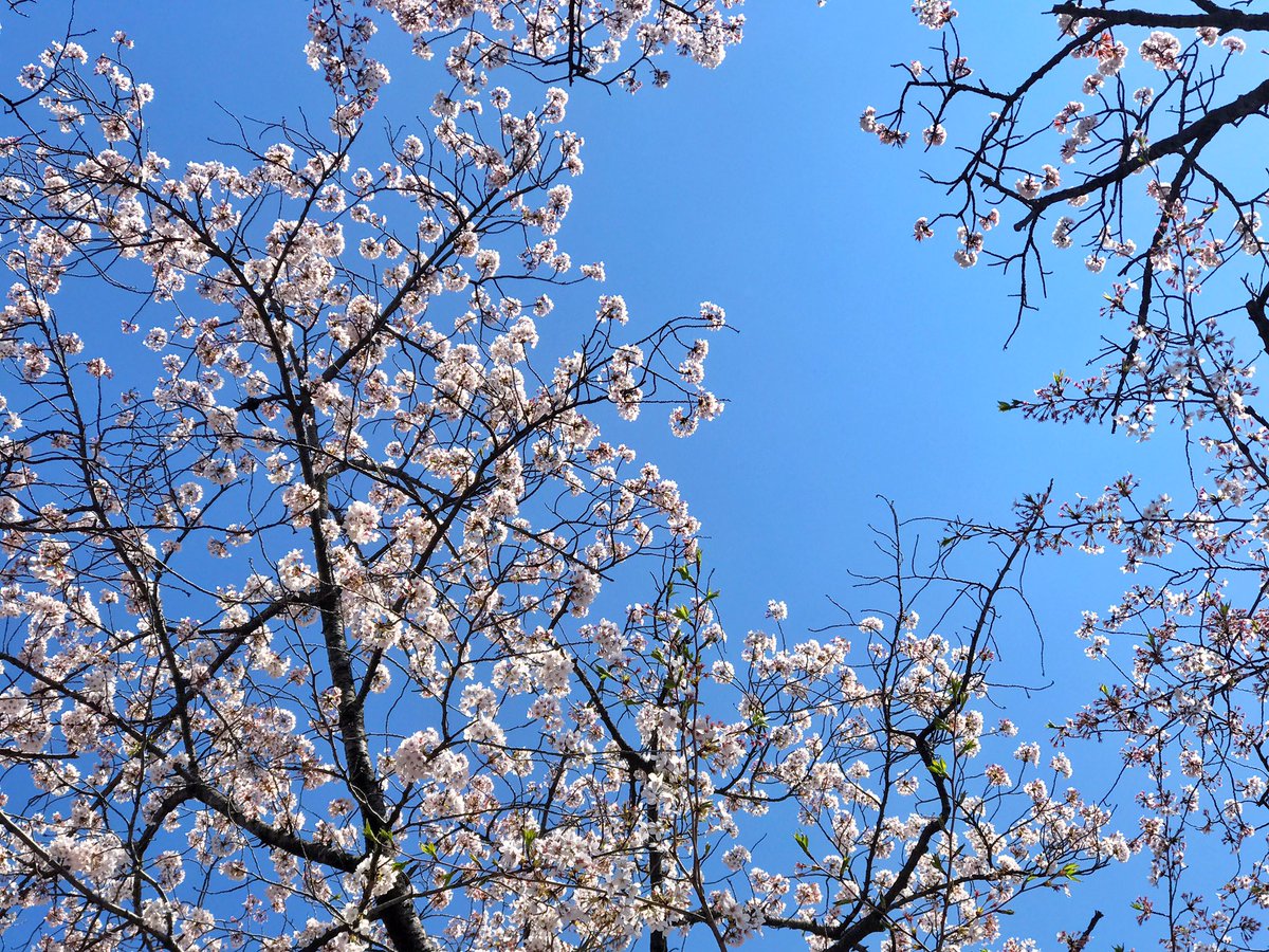 Unicorns23x's tweet photo. Cherry blossom Tokyo vibes https://t.co/OnzWJqeU5M
