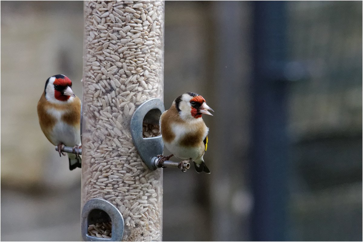 These beautiful Goldfinches!