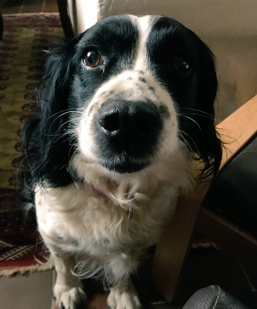 The image is of a springer spaniel dog sitting down and looking into the camera