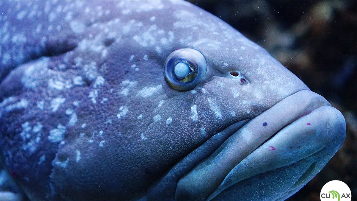 CoopClimax's tweet photo. Visita all'acquario mediterraneo di Porto Santo Stefano, un'esperienza unica per i ragazzi. Campi scuola by #coopclimax
https://t.co/VJgmzACE2w https://t.co/kNliKcEsbN