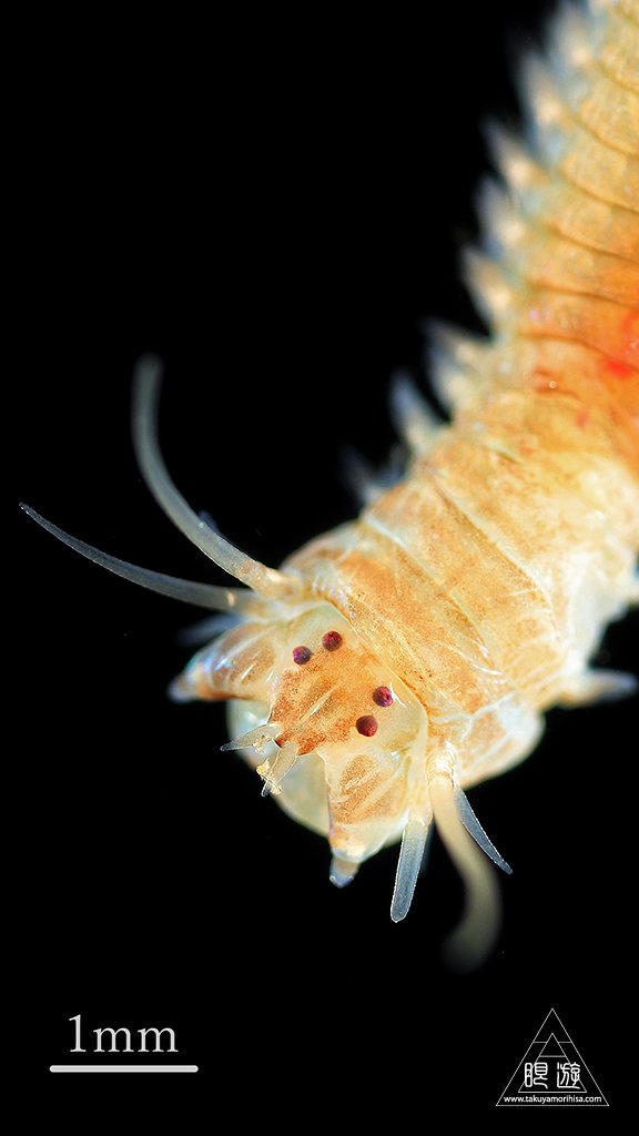 眼遊 Ganyu カワゴカイ属の１種 Hediste Sp 上２対の眼点をよくみると 中に黒い点が見えます ヤマトカワゴカイとヒメヤマトカワゴカイは生殖遊泳するかどうか 卵の大きさの違いくらいしかキーがないので成体単体での同定は難しいです