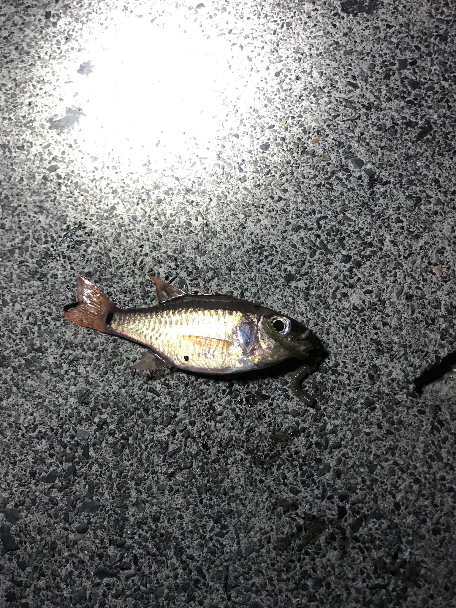 Twitter 上的 Yanaちゃん あと 連れが釣ったこの小魚の名前ってどなたか分かりますか 海釣り初心者なもんで 魚種 沼津 夜釣り T Co Izuoqhi6z5 Twitter