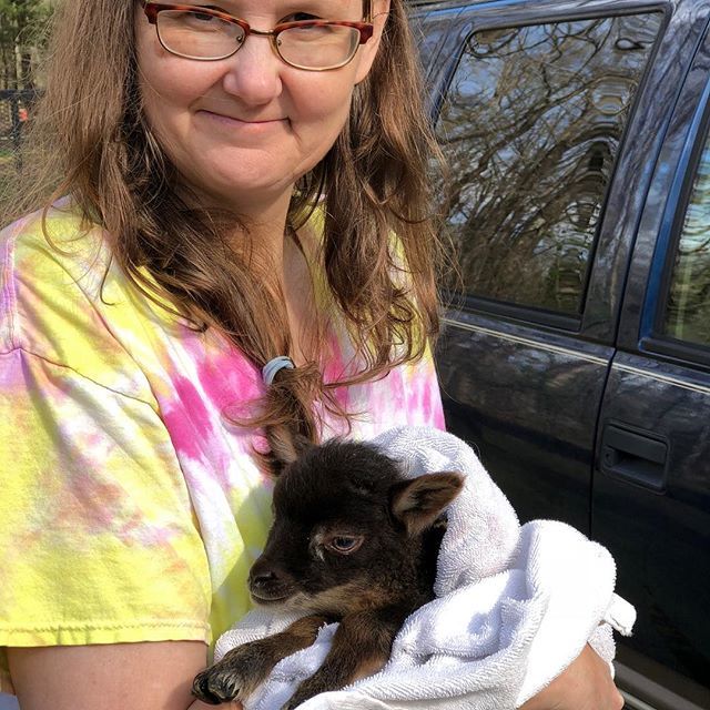 Early morning hot mess/barn look. Teeny had scours and needed a bath. She’s a triplet and very much a runt. But so cute with a big personality. #sheeplife #shetlandsheep #lambs ift.tt/2pTo4aS