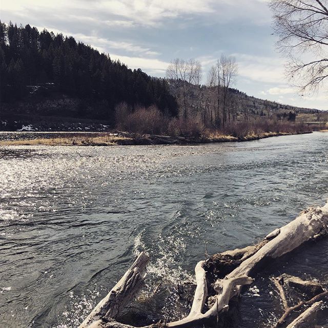 _rifflebox's tweet photo. The South Fork of the Snake River! https://t.co/fwrXd8GDzF https://t.co/FKO7LSRaOl