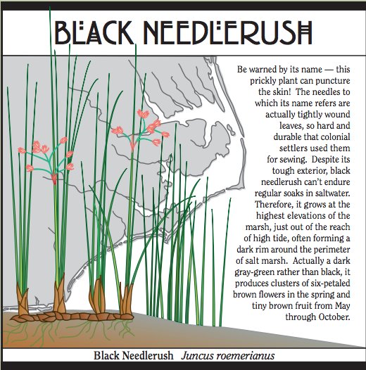 SeaGrantNC's tweet photo. Pawpaw, glasswort and black needlerush are just a few examples of the rich floral biodiversity you'll find on N.C.’s coastal plain. Here's a sampling of other species you might encounter: https://t.co/EEKOZqXtZA https://t.co/lMDlq6tbgo