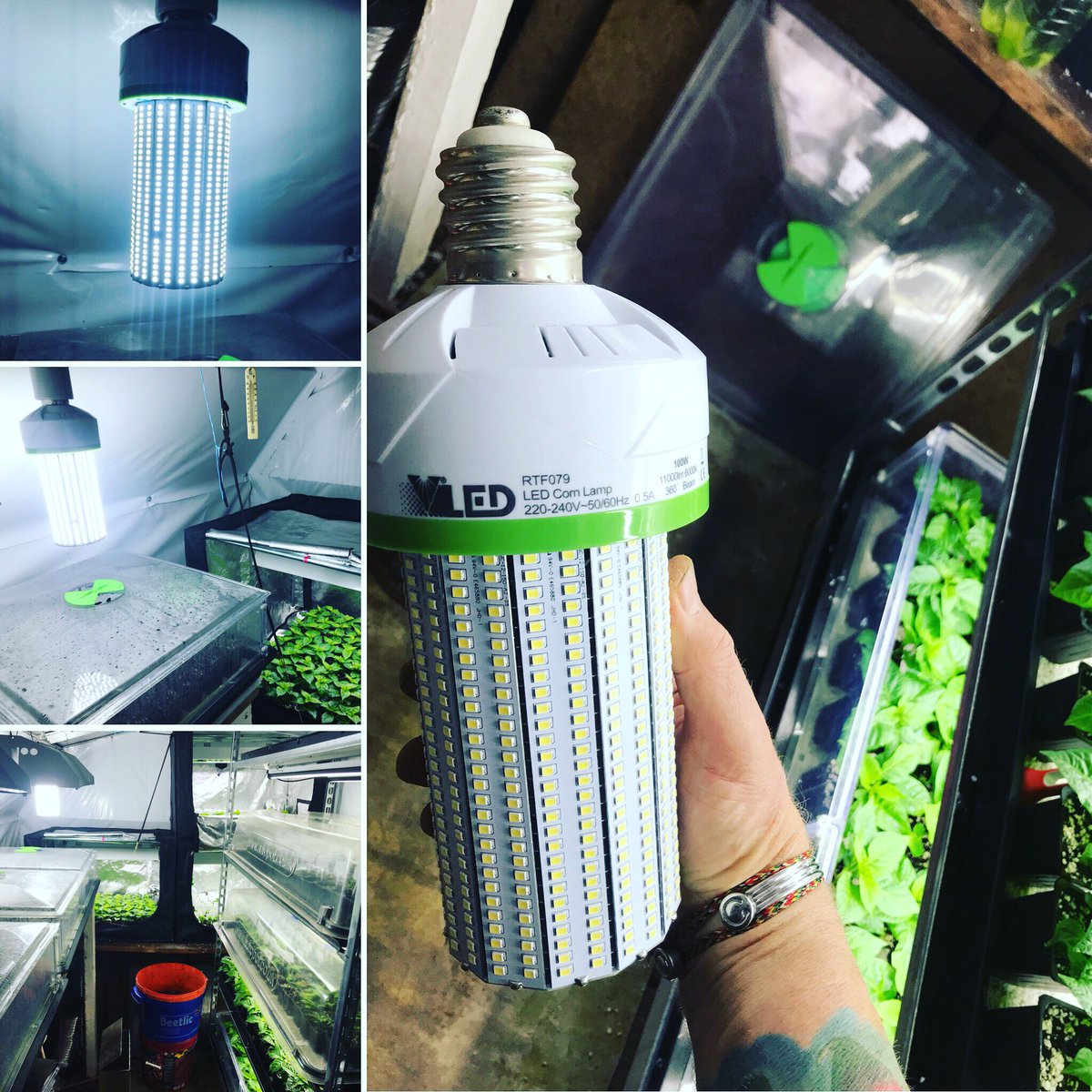 DevonChilliMan's tweet photo. Time for this beauty ๐ of an #cornlight #led โผ๏ธ I had great results using this last year thanks to the lads at @NPKTECHNOLOGY ๐๐ถ๐ฅ #devonscapedchillicrusader #devonchilliman #devon #ifitainthotitaintdcm https://t.co/47FeMUDPE7
