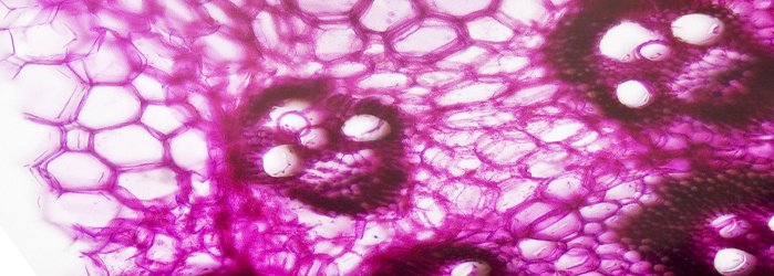 lifesciences_GE's tweet image. #FreeSlides available on software &amp;amp; systems for #DigitalPathology: hubs.ly/H0bqFLG0