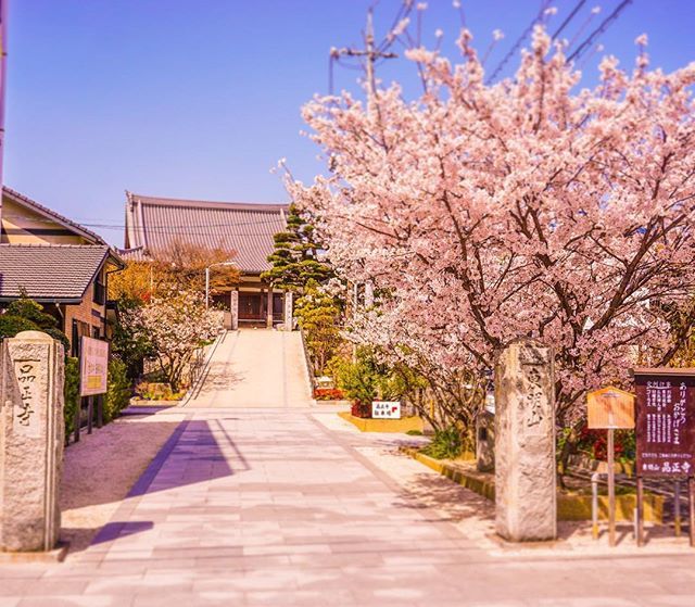 SaltRacing's tweet photo. 🌸spring has come🌸
路地裏の お寺と桜📸

#cherryblossom#sakura#spring#springtime#springhascome#springhassprung#landscape#landscapephotography#pink#photo#photography#camera#temple#fine#scenery#beautiful#japan#さくら#桜#写真#風景#空#春#路地裏#寺#カメラ https://t.co/VLeiGCi2jH https://t.co/SgbOkTRhlp