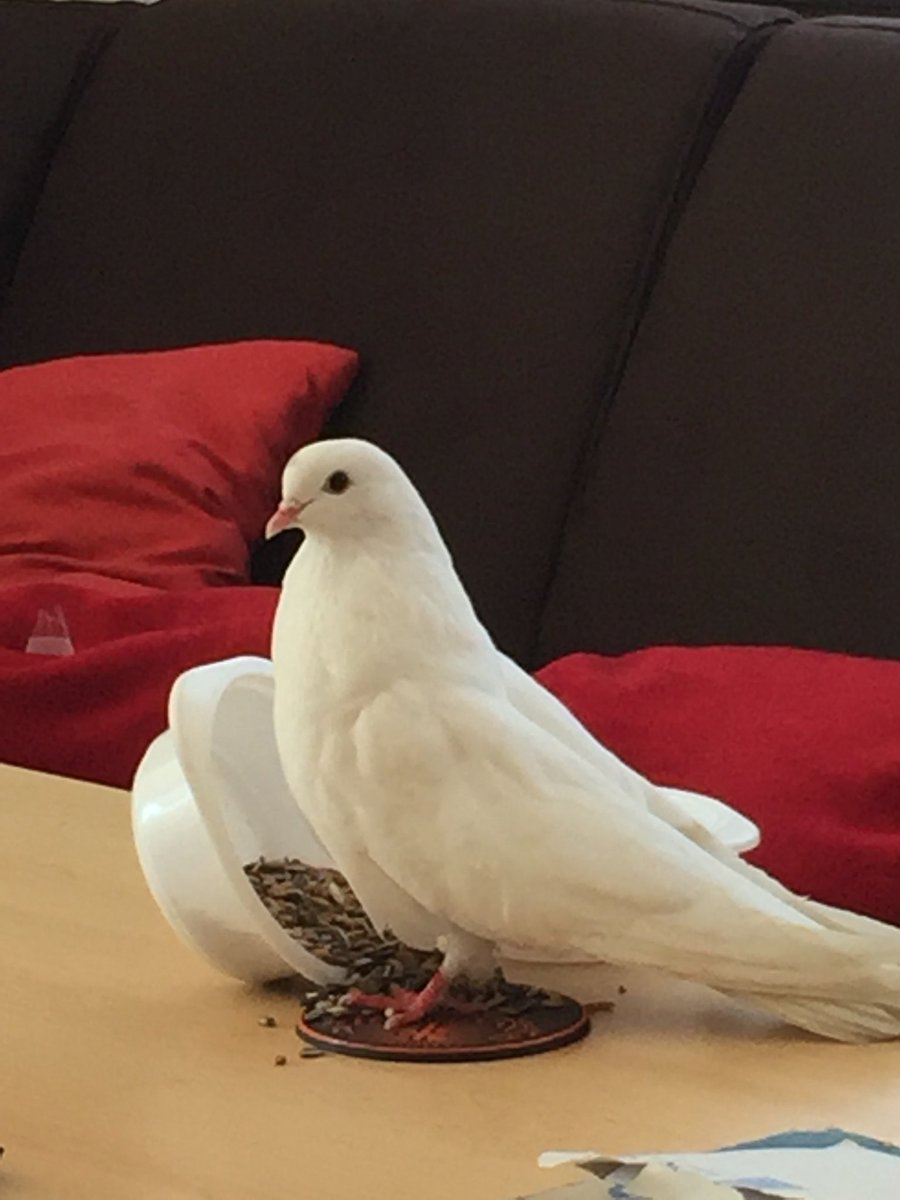 John Thienel On Twitter Ist Das Eigentlich Ein Gutes Zeichen Wenn Einem An Karfreitag Eine Weisse Taube Zugeflogen Kommt Weltfrieden