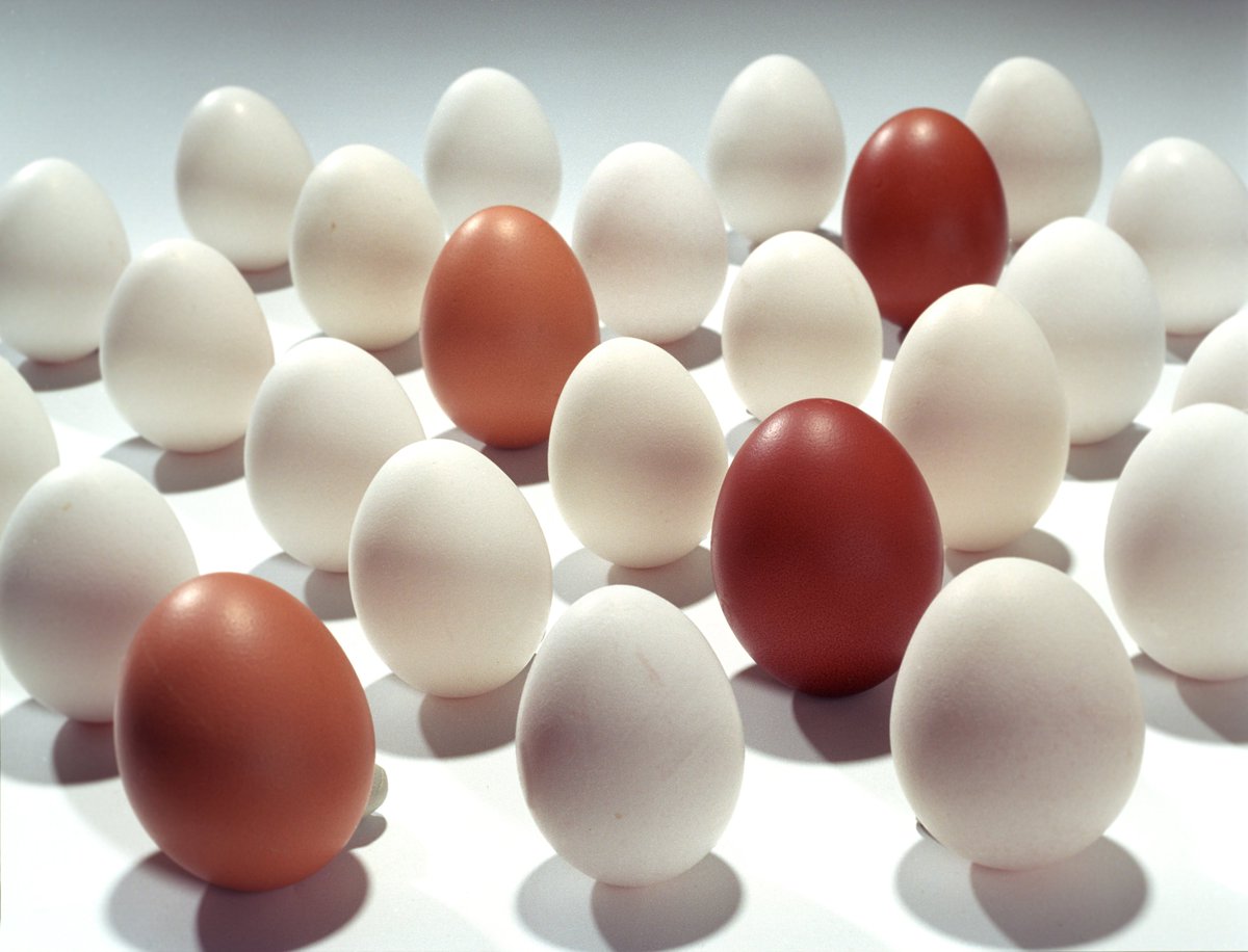 [#Pâques] 13 milliards d’#œufs produits par an, 45 millions de #poules : la #France est le premier #producteur de l’Union Européenne. Notre #dossier sur un #aliment en or : url.inra.fr/QjUWGg