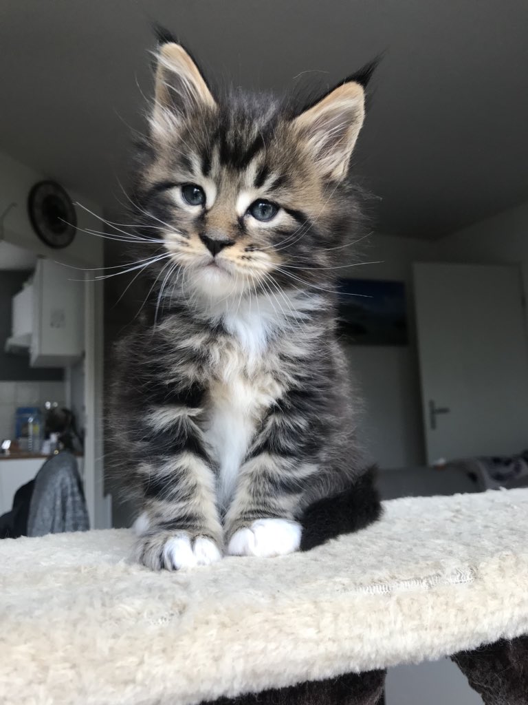 Jo No Twitter Voila Mes Bebes Maine Coon A 1 Mois Et Demi Je Suis Complement Fou D Eux Oswald Oliver Ohana Et Oasis Of Wild Origins T Co Tvm5vc2gcn Jo No Twitter Voila Mes Bebes Maine Coon A 1 Mois Et Demi Je Suis Complement Fou D Eux Oswald Oliver Ohana Et Oasis Of Wild Origins T Co Tvm5vc2gcn