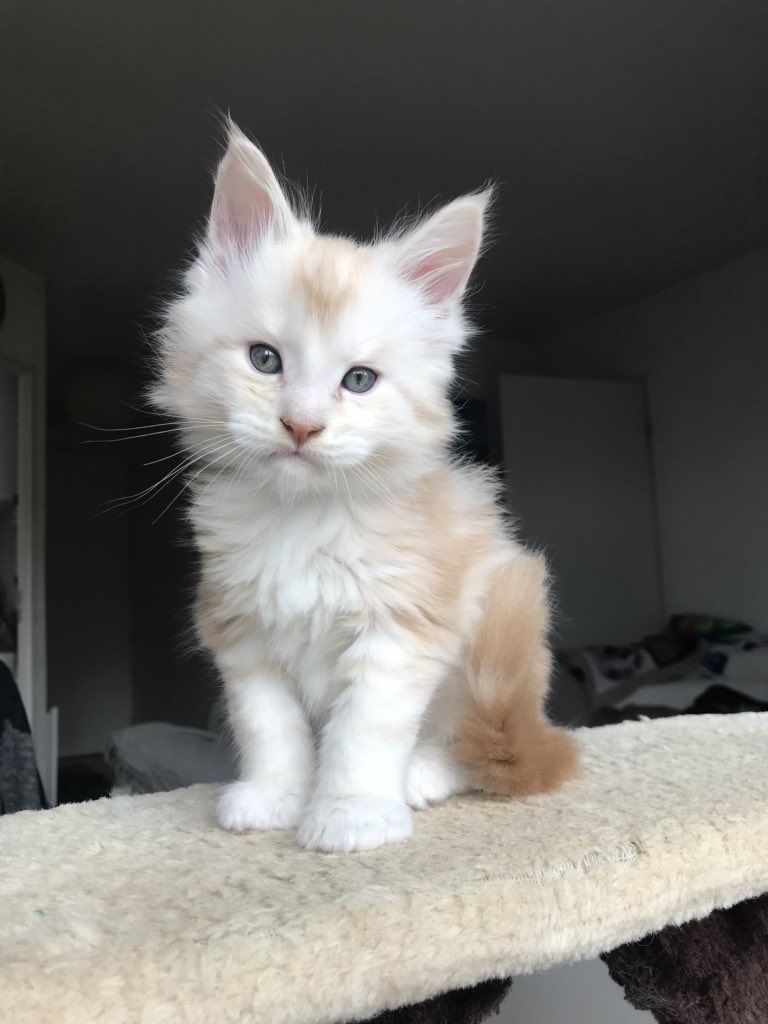 jo_bno's tweet photo. Voilà mes bébés Maine coon à 1 mois et demi! 💙 je suis complément fou d’eux! (Oswald, Oliver, Ohana et Oasis - Of Wild Origins) https://t.co/cz9UfUx2I8