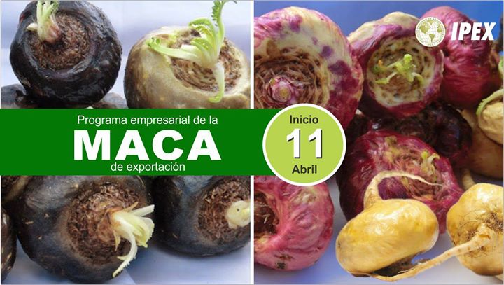 MacaPowderBenef's tweet image. #Superfoods #MacaPowderBenefits #MacaRoot
Read more: bitly.com/benefitsmaca