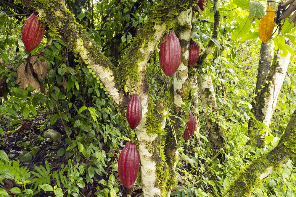 BeechsChocolate's tweet image. A farmer must wait four to five years for a #cacaotree to produce its first #beans! That's a lot of nurturing!