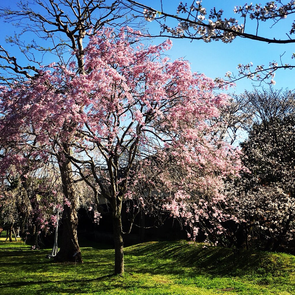 naotochibayashi's tweet photo. #警察 や #宮内庁 の方々の、やわらかな対応が #桜 を引き立てていました。 #乾門 #皇居 #tokyo #imperialpalace #specialviewing #cherryblossom #2018 https://t.co/pdaozmzz3d