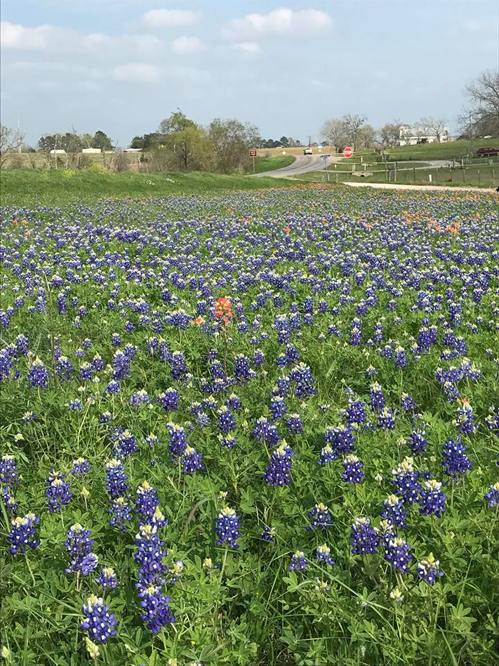 rashedulc's tweet photo. Took a detour through the beautiful country road and ran into this beautiful patch of Bluebonnets in FM 1094 near New Ulm, Texas #bluebonnets #wildflowers #txwildflowers #nowblooming https://t.co/mG7rOTAzxL