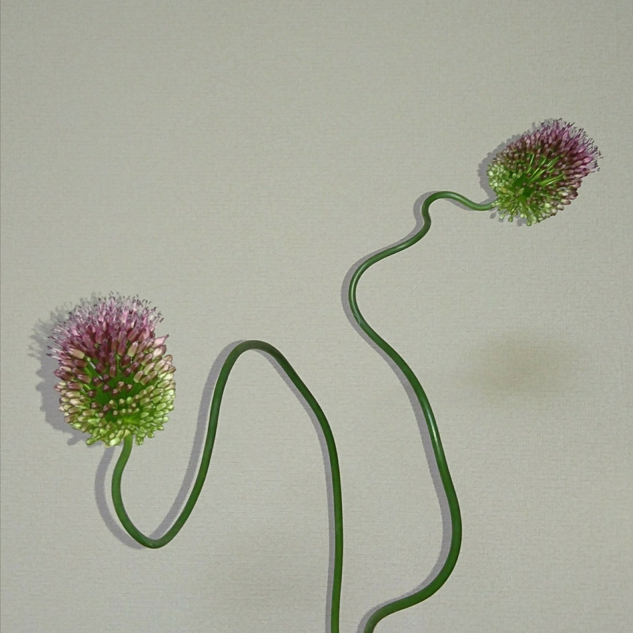 府田和浩 お花の写真 アリウム 丹頂アリウム タンチョウアリウム 府田和浩 写真 花 植物 アリウム 丹頂 丹頂アリウム タンチョウアリウム T Co Ekvohkawdr Twitter