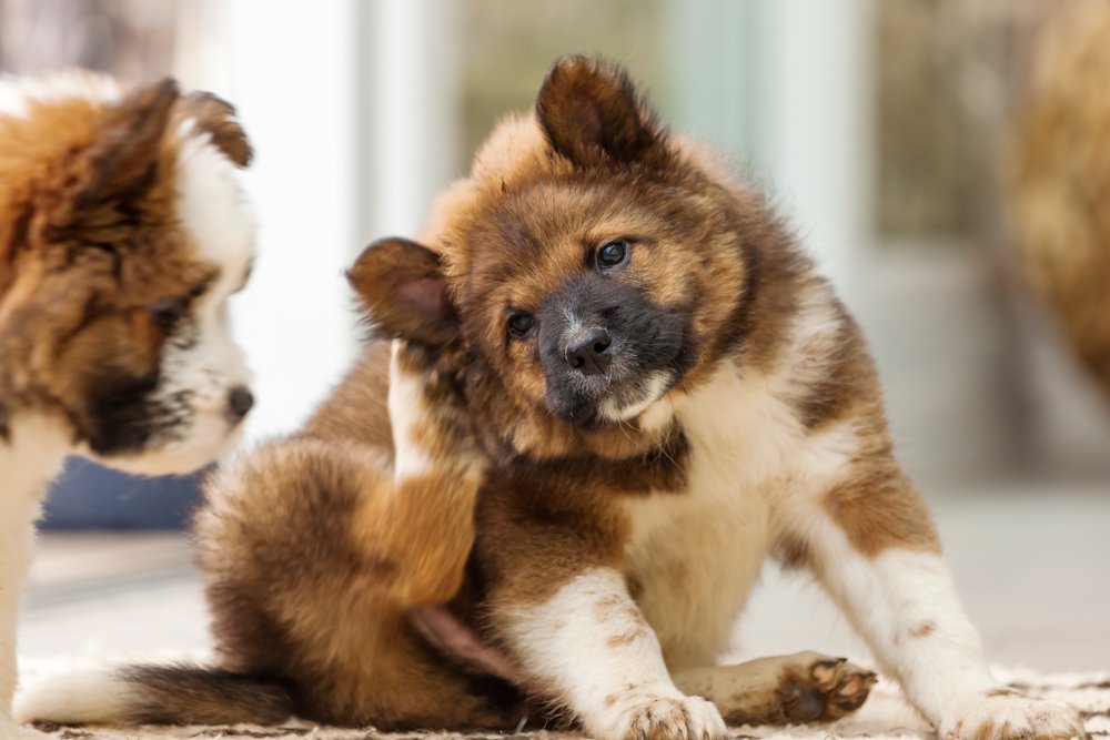 Ardmore Animal Hosp. (@ArdmoreAH) / Twitter Ardmore Animal Hosp. (@ArdmoreAH) / Twitter