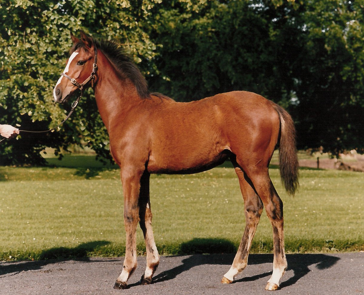 Juddmonte tweet media