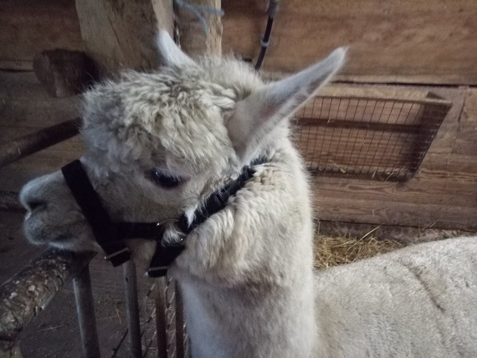 BoerenBed's tweet photo. Ook #BoerenBed Landgoed Volenbeek heeft nu een #alpaca! Kijk nou hoe schattig 😍

 📍Lees meer: https://t.co/VcGWzV39z5
 ☎ Direct reserveren? Bel: 0528 229440

#glamping #Paasweekend #paasvakantie #vakantie #pasen #alpalcas https://t.co/Swv2Rh4QFK