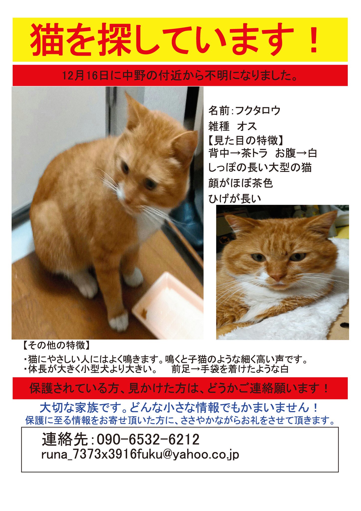 髭の長い猫 Twitter Search Twitter